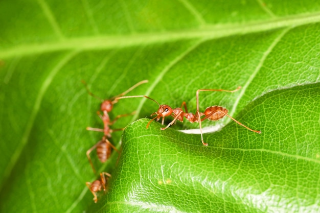 Nahaufnahme rote Ameise auf frischem Blatt in der Natur