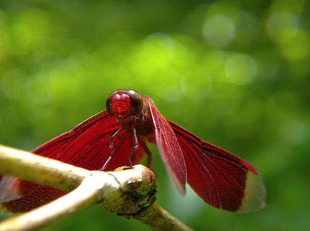 Nahaufnahme Rote Libelle auf einem Ast