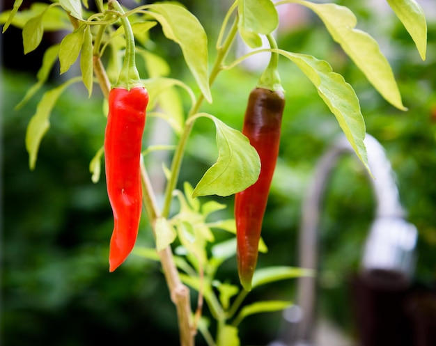 Nahaufnahme roter Beeren an der Pflanze