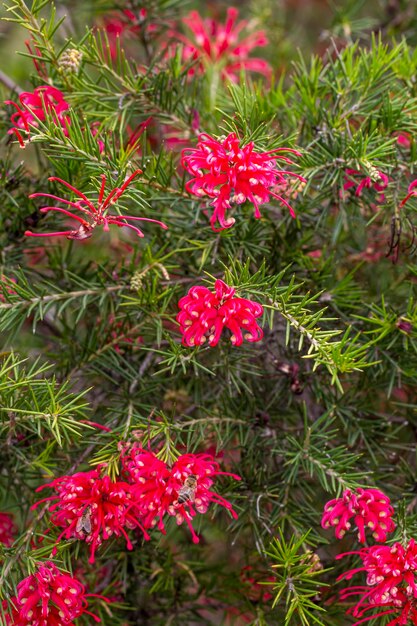 Nahaufnahme roter Blüten und stacheliger Blätter von Grevillea rosmarinifolia