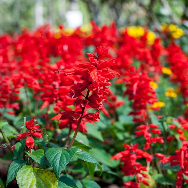 Nahaufnahme Roter Salvia Salvia splendens