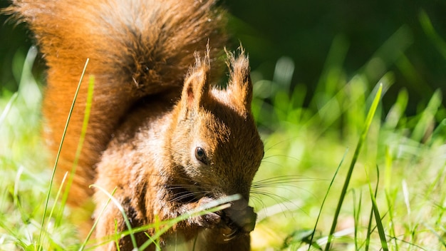 Nahaufnahme Rotes Eichhörnchen, das Nüsse im Herbstwald isst. Tomsk, Sibirien