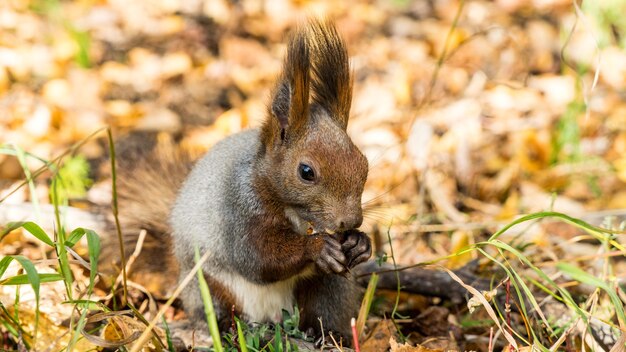 Nahaufnahme Rotes Eichhörnchen, das Nüsse im Herbstwald isst. Tomsk, Sibirien