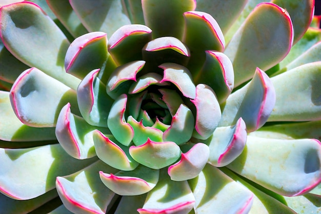 Nahaufnahme saftiger bunter Pflanzenkaktus. echeveria