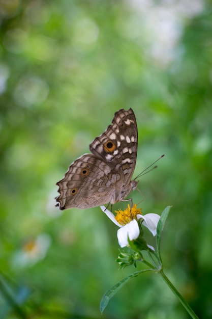 Nahaufnahme Schmetterling auf Blume