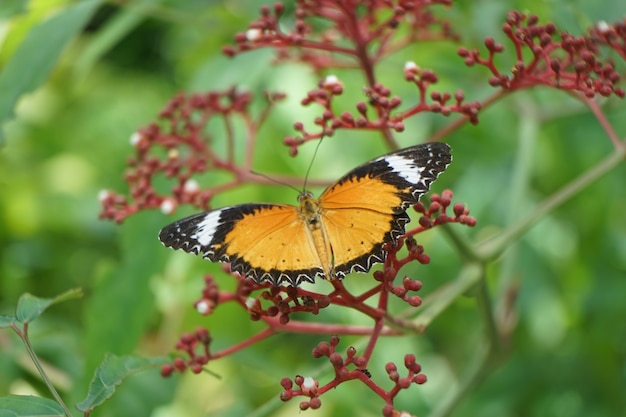 Nahaufnahme Schmetterling auf Blume