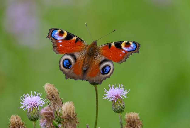 Nahaufnahme Schmetterling auf Blume