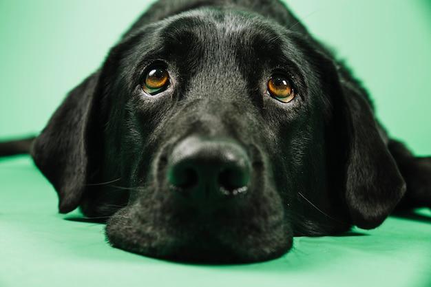 Foto nahaufnahme schnauze des hundes