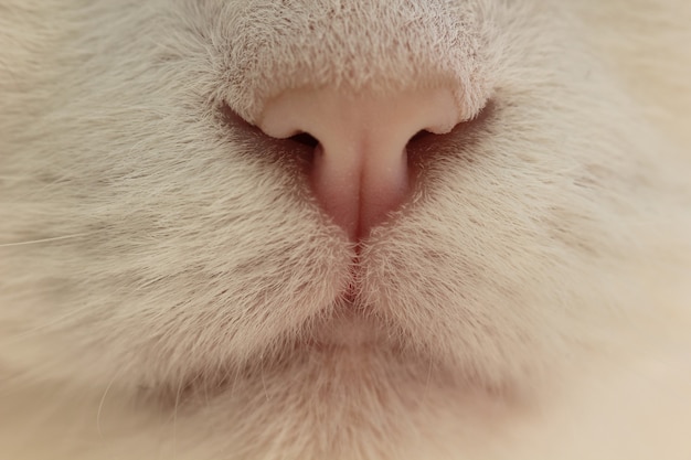 Foto nahaufnahme schnauze einer weißen flauschigen katze