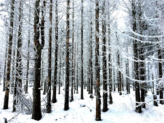 Foto nahaufnahme schneebedeckter bäume im wald