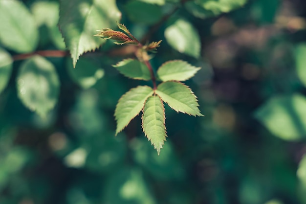 Nahaufnahme Schöne Blattblumen auf einer Gras-Hintergrundtextur Sommerkonzept