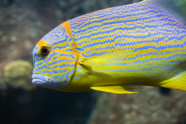 Foto nahaufnahme schöne bunte fische schwimmen im aquarium