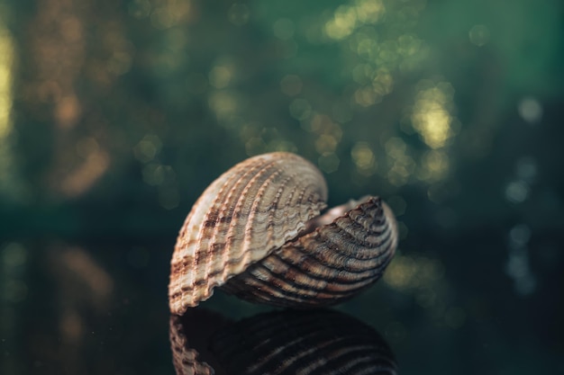 Nahaufnahme Schöne Muscheln auf einem schwarzen Glastisch und grün-goldener Bokeh-Hintergrundtextur Makro