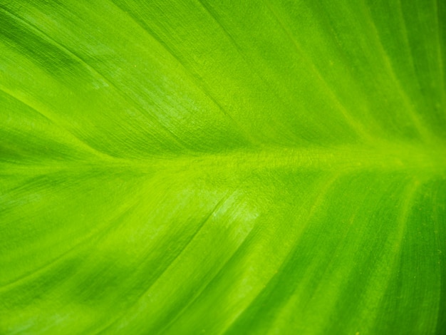 Nahaufnahme schöne Natur grünes Blatt Textur Hintergrund