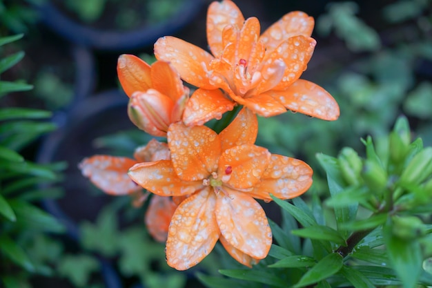 Nahaufnahme, schöne Retro- Beleuchtungtropfen des Wassers auf orange Blumen