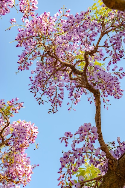 Nahaufnahme schöne volle Blüte von lila rosa Glyzinienblütenbäumen Spalierblumen im Frühling