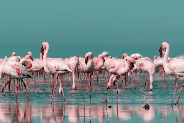 Nahaufnahme schöner afrikanischer Flamingos, die mit Reflexion in stillem Wasser stehen. Namibia