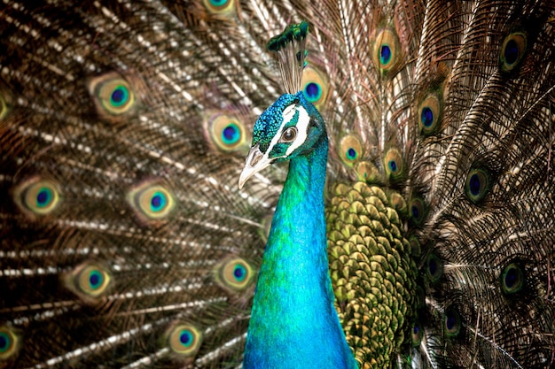 Nahaufnahme schöner brauner Pfau