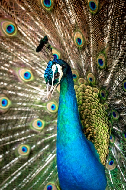 Nahaufnahme schöner brauner Pfau