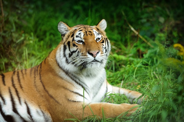 Nahaufnahme schöner Tiger im Gras