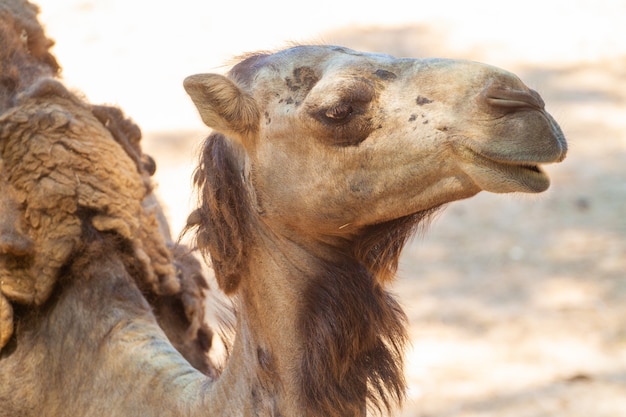 Nahaufnahme Schuss des wilden Kamels in der Wüste