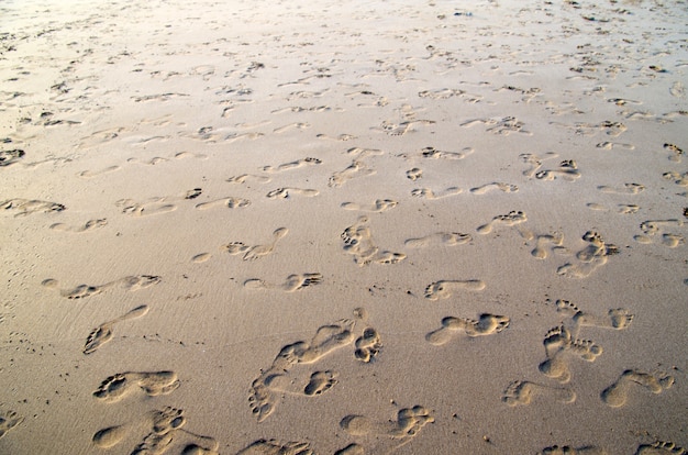 Nahaufnahme Schuss von Korallensand