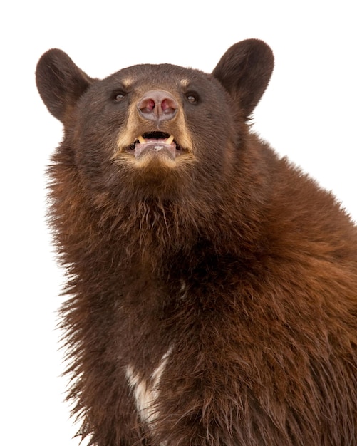 Foto nahaufnahme schwarzer bär auf weiß