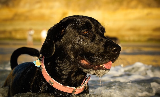 Nahaufnahme schwarzer Hund unter Wasser