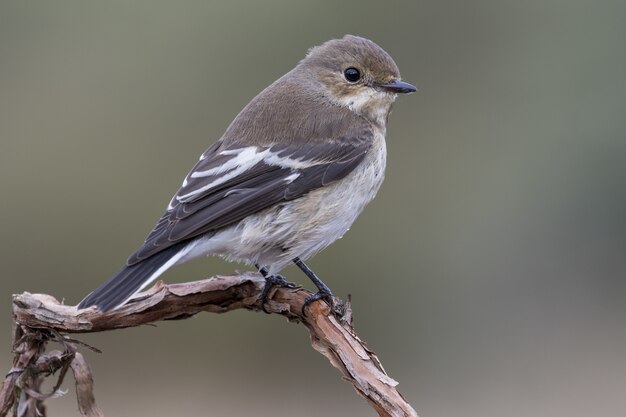 Nahaufnahme selektiver Fokusschuss eines schönen braunköpfigen Kuhvogels