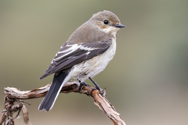 Nahaufnahme selektiver Fokusschuss eines schönen braunköpfigen Kuhvogels