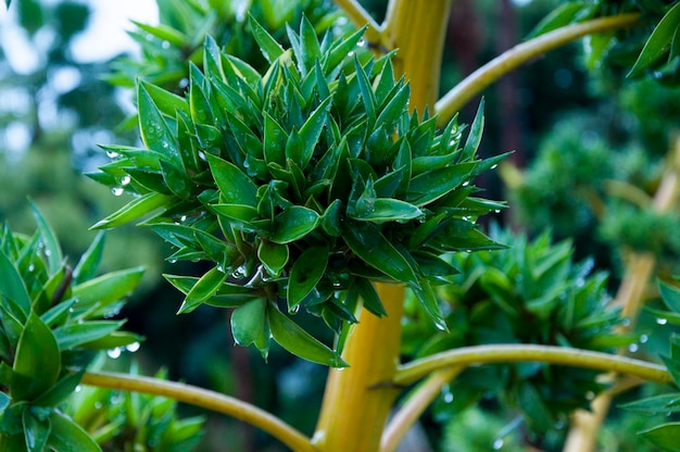 Nahaufnahme seltener Dornenbaum-Blütenbaum