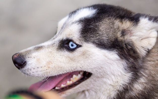 Nahaufnahme Siberian Husky Rasse Hund