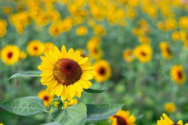 Nahaufnahme Sonnenblume natürlichen Hintergrund, Sonnenblume blüht. Feld der blühenden Sonnenblumen.