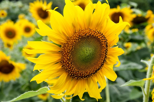 Nahaufnahme Sonnenblume