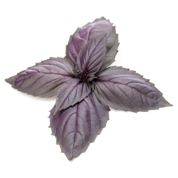 Nahaufnahme Studioaufnahme von frischem rotem Basilikum Kräuterblätter isoliert auf weißem Hintergrund Purple Dark Opal Basil