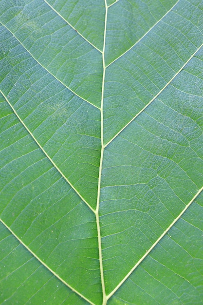 Nahaufnahme Teakblatt-Beschaffenheitshintergrund.