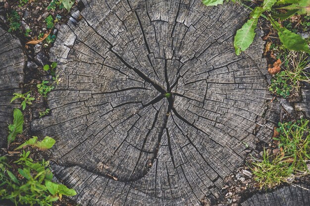 Nahaufnahme, Textur von runden Holzstumpfringen.