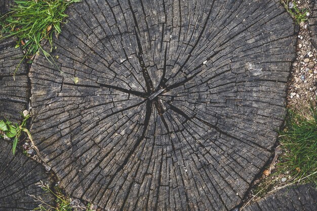 Nahaufnahme, Textur von runden Holzstumpfringen.
