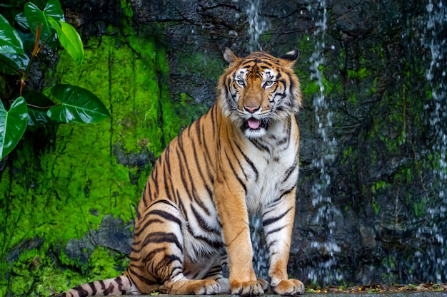 Nahaufnahme Tiger setzen sich vor den Wasserfall