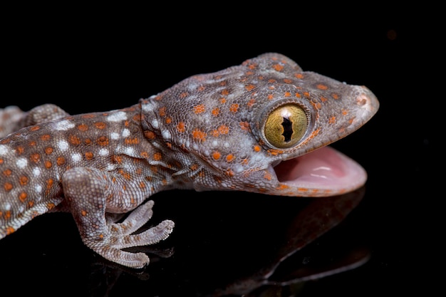 Nahaufnahme Tokay Gecko