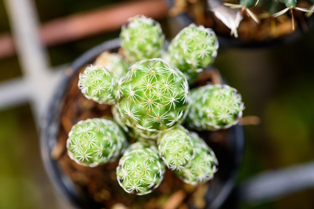 Nahaufnahme Top grüne kleine Cactaceae oder Kaktuspflanze in einem Topf schöne Natur des exotischen Wüstenbaums ist eine Zierpflanze