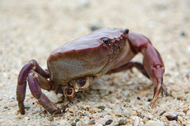 Foto nahaufnahme toter fische am strand