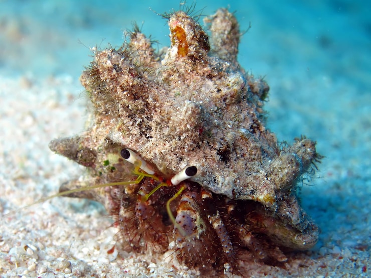 Foto nahaufnahme toter fische im meer