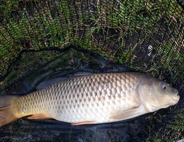 Foto nahaufnahme toter fische