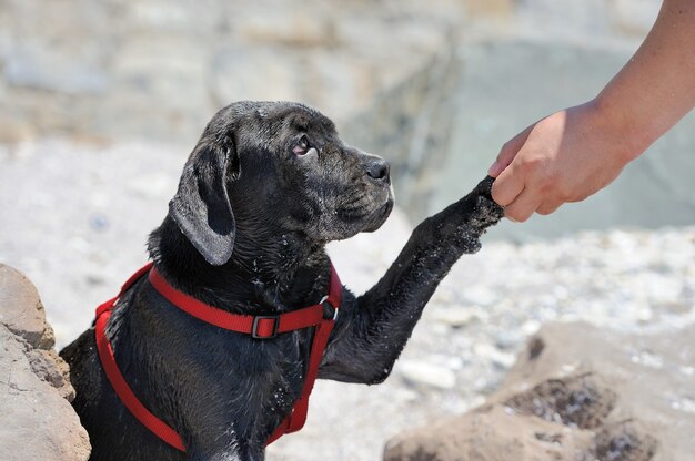 Nahaufnahme trauriger junger schwarzer Hund an einem Strand