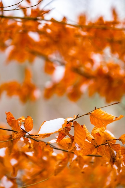 Nahaufnahme trockener Blätter auf Bäumen im Herbst