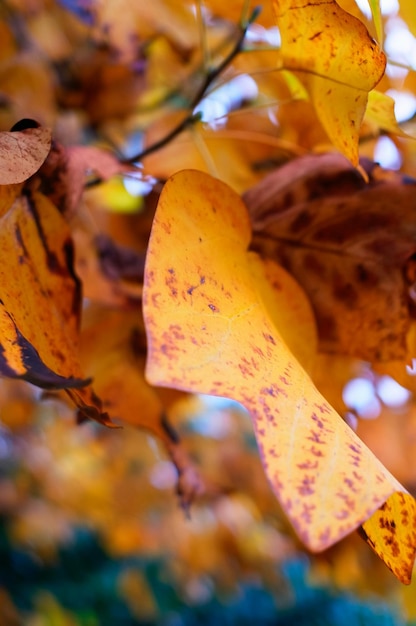 Foto nahaufnahme trockener blätter auf einem baum