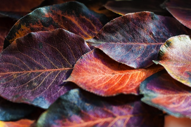 Nahaufnahme trockener Herbstblätter