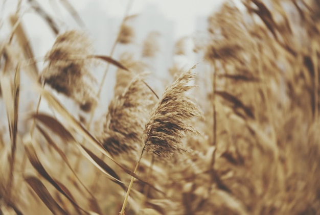 Nahaufnahme trockener Pflanzen auf landwirtschaftlichen Flächen