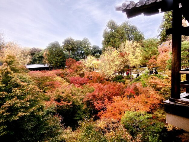 Nahaufnahme und Ernte bunte Landschaft Ahornbäume in Kyoto